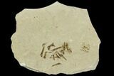 Fossil Crane Fly (Pronophlebia) Cluster - Green River Formation, Utah #111394-1